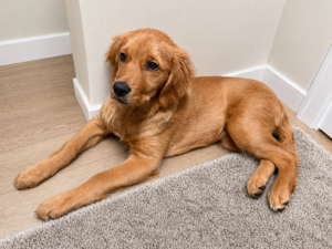 Golden Retriever puppy