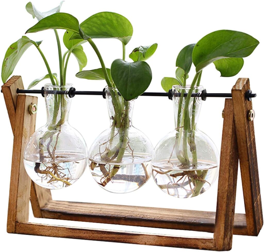 small clear plant holder