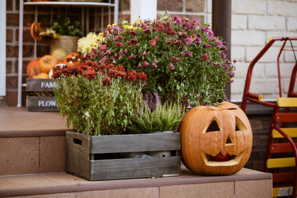 crate full of seasonal flowers with a jack o lantern pumpkin next to it